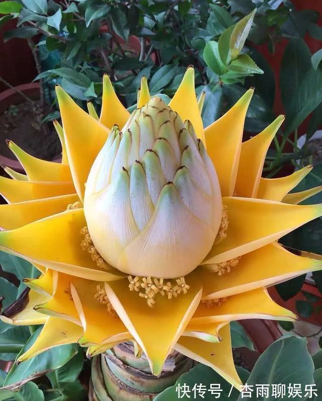 6种佛教圣花,个个都是吉祥花,家里养一盆,养心又养身