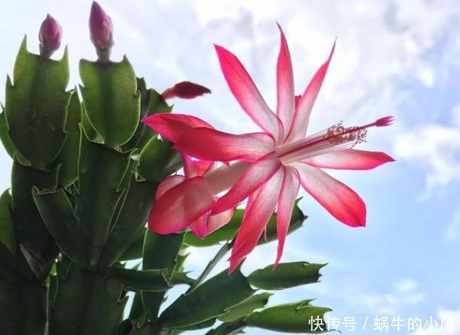 花苞|此3种花剃头正当时,现在剃的好,秋冬开花早