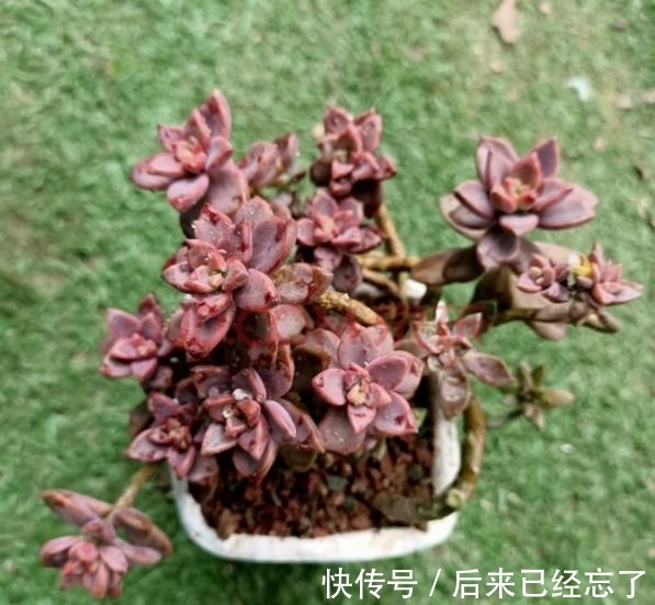 被拉下神坛的多肉姬胧月,做好3件事,养成悬崖桩,适合新手