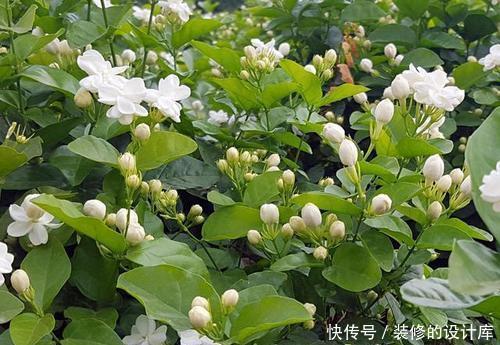 做好|冬天养茉莉花,做好3件事很关键,安全春化,来年才能顺利开花!