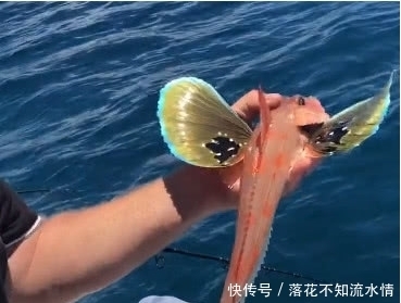 长出|男子钓获奇特蝴蝶鱼,两边身侧长出翅膀,美到令人窒息大开眼界