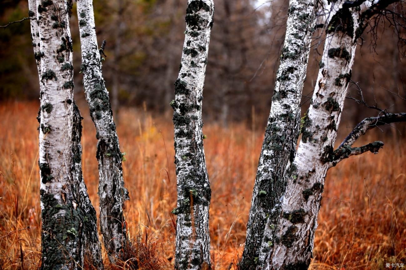 童话世界|【爱卡踏青季】穿行于乌兰布统洁白的童话世界②白桦林间