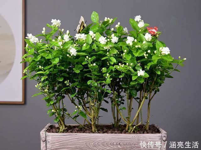 想要“茉莉花”开花多,做好“三点”,轻松爆满盆,满屋飘香