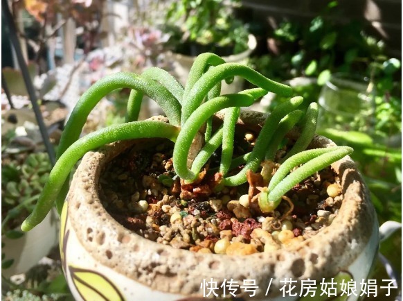 名字|没有很丑只有更丑的多肉,8种丑多肉,看完你还能保持淡定吗?