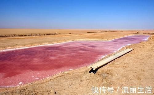 地平线|撒哈拉沙漠最大的盐湖，湖水是迷人的粉色，绵延7，000多平方公里