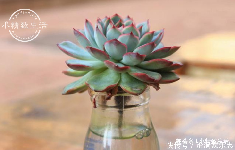 多肉|不喜水的多肉,却可以水培2种操作方法,肉肉照样出状态