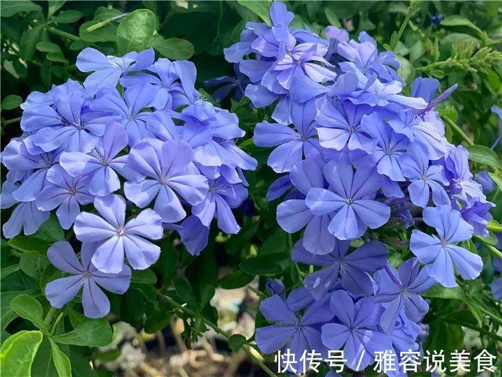 冬天|急性子养的6种花,长的快、爆花多,1盆能开大半年!