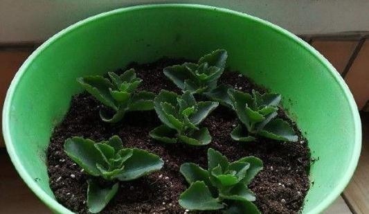 爱花人别闲着，4种花冬季也可以扦插，养满一阳台！