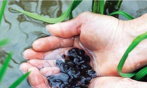 南方稻田里的“土燕窝”,老外也把它当高端菜,现在是土豪专属