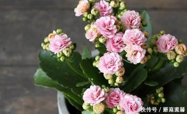 花色|6月开始,这“3种花”浇水要当心,尤其最后一种要管住手