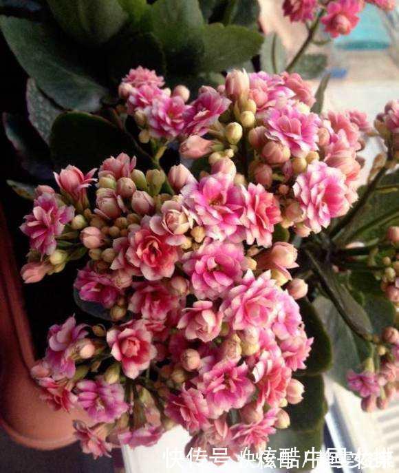 长寿花里的“5个经典品种”，各有各的美，看完都想养一盆