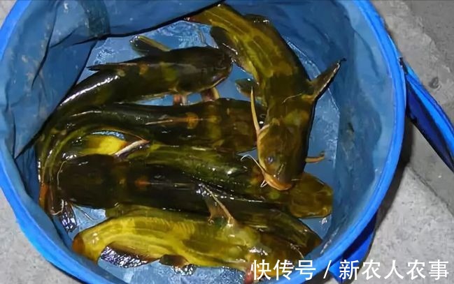 刺黄股|钓鲫鱼意外收获大货,贵阳钓友喜中一斤重的黄颡鱼,直接拉到手软