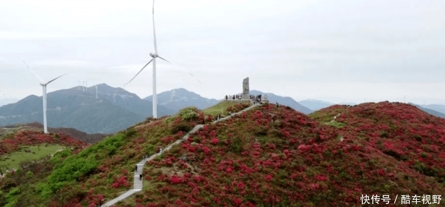 广昌这里的杜鹃花已盛开，你来打卡了吗~