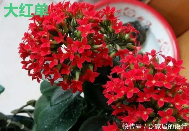 花友们，这花越养越上瘾，入坑成了品种控，家里开成花海洋