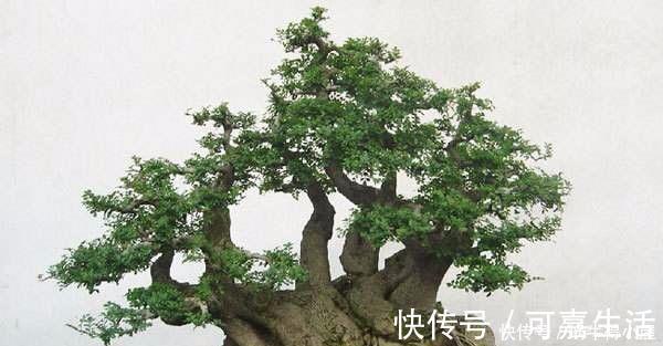 金银花|花友公认具有灵性的绿植，你需要知道它们