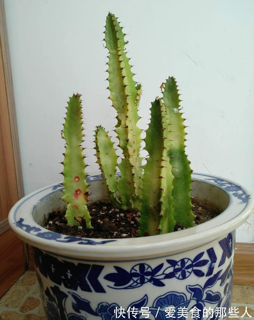 多肉|霸气的龙骨出状况,直接砍头扦插,还能促生成塔型,可谓一举多得