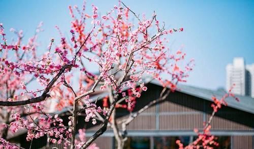 春天里的陕西丨春日大唐芙蓉园 花开烂漫正当时