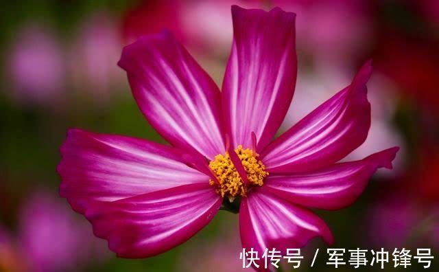 桃花|喜鹊报喜，收获友谊，桃花朵朵，事业有成，迎接美好生活