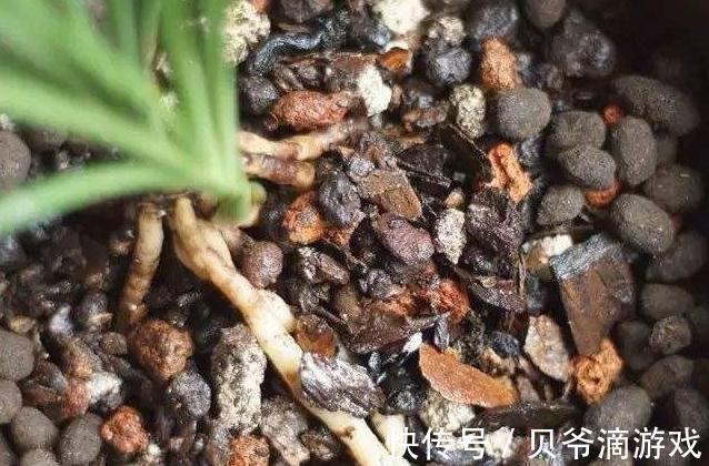蟹爪兰长势差，不开花，2种促花肥扔盆里，轻松开花爆盆