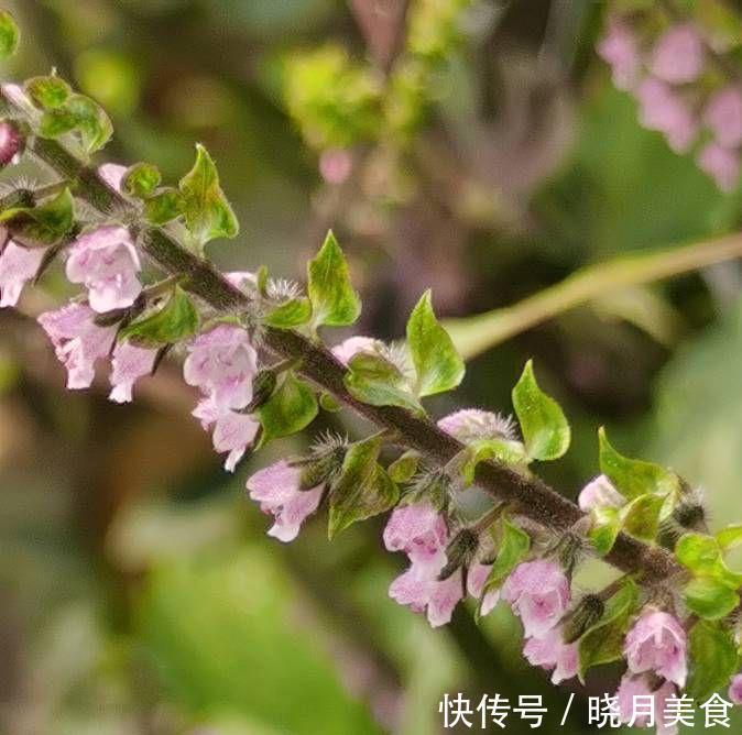 有3种绿植，很养眼又很美味，种一盆不停生长、吃不完的节奏