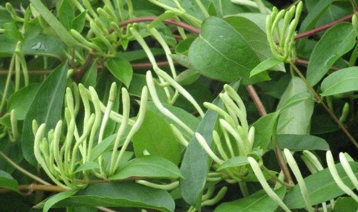 好处|金银花泡水好处多,以下3类人最好不要喝,避免对身体造成伤害