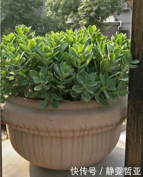 家庭养6种花“要当心”,容易出现“生物入侵”,天天起来要清理