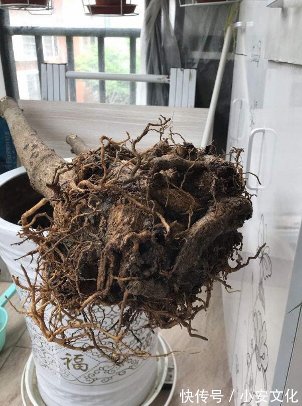 幸福树烂根还有救吗教你3个挽救小妙招，让幸福树“起死回生”