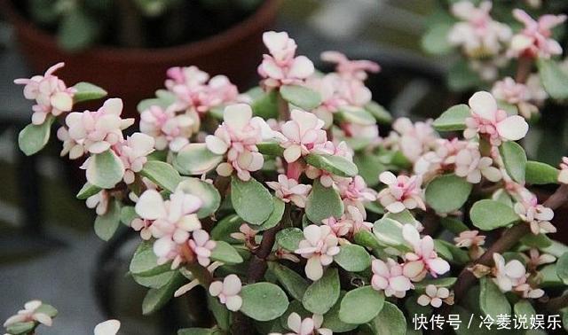 株型精致易培养成老桩,学会这4点,自己在家扦插“金枝玉叶”