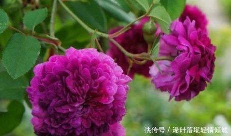 新手|新手养花,不如养盆花中精品“紫玉玫瑰”,花开妖娆,赏心悦目