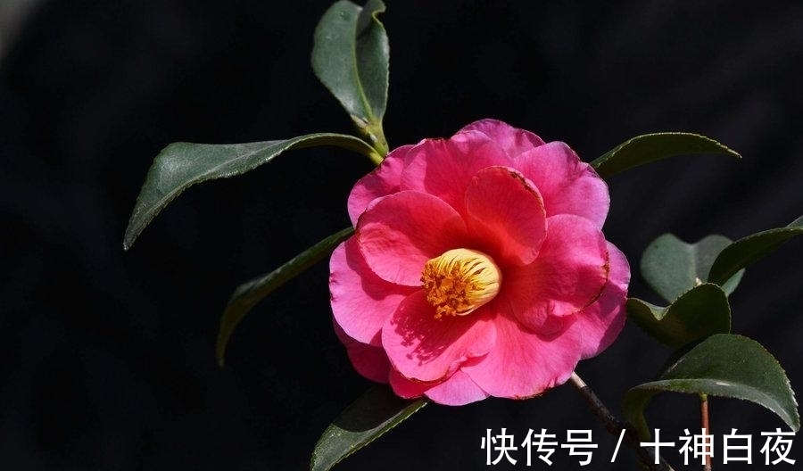 茶花一直不开花,如何施肥才能促进生长?