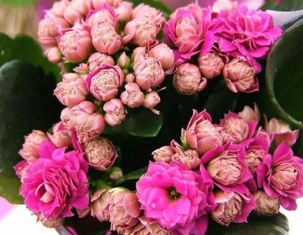 骨头|长寿花“管一管”,花苞一钻就几百,花朵挂枝,一蹿就上千