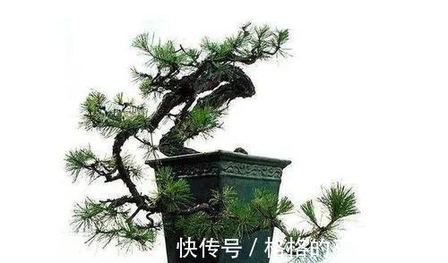 山松盆景矮霸葱翠才美,教你几招,轻松营造