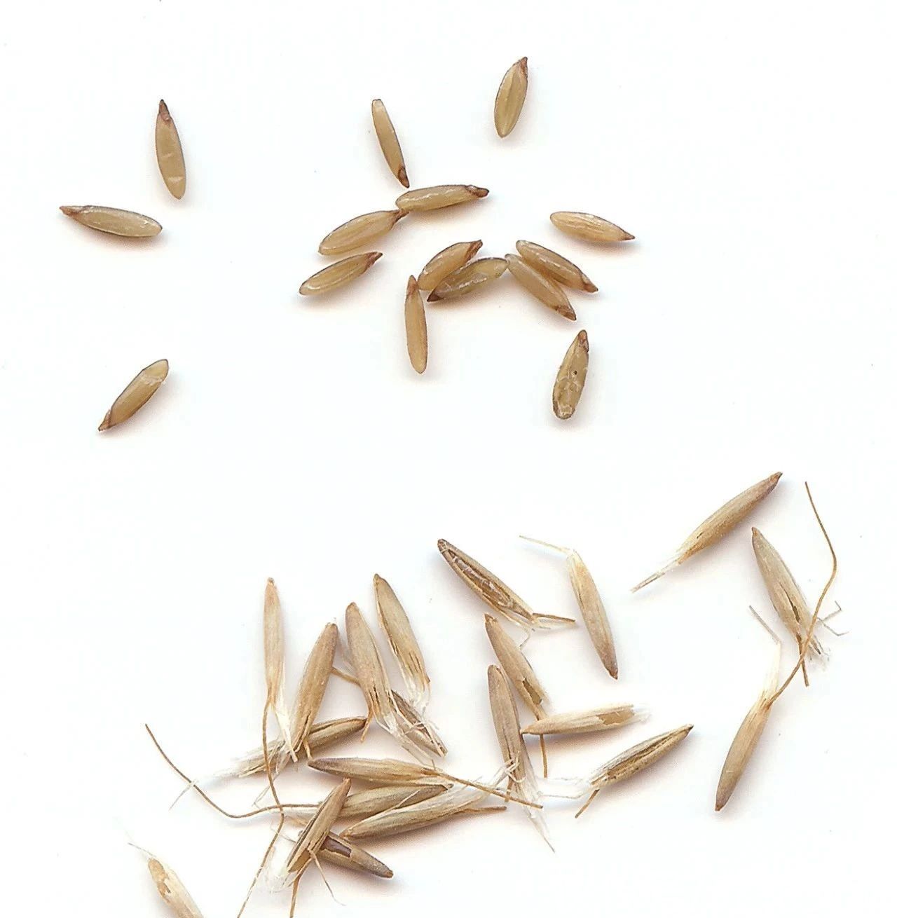 盆栽|5月开花烂漫的兔尾草，适合盆栽，比狗尾巴草还好养