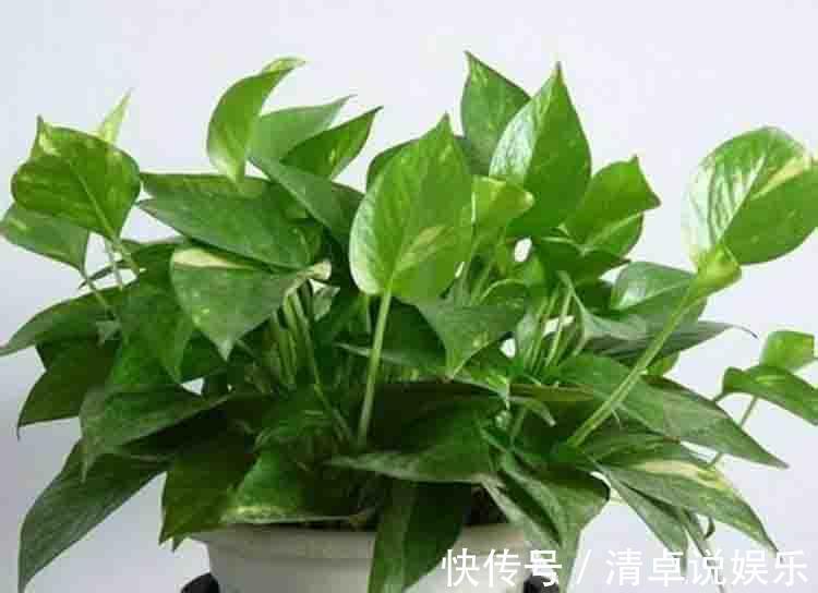 一个月|绿萝盆里埋点这肥料,叶片浓绿,不断抽新芽,一个月爆盆