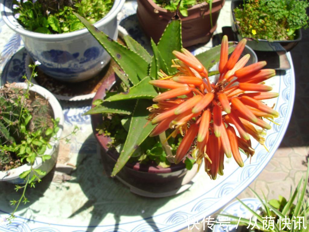 二氧化氮|6种花,能养人,高档大气有品味,越养越有“好身体”