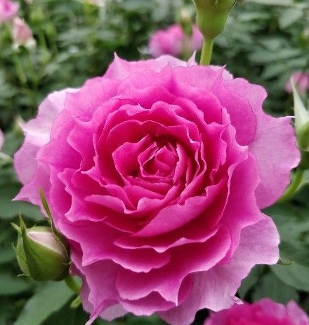 最适合养在阳台的花卉！花期长花量大！仙气十足，香味飘满室！