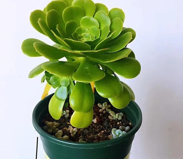 【多肉盛宴】你还傻傻的分不清法师品种吗百合莉莉属于法师