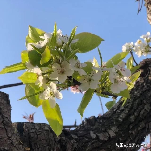 博野|保定旅发早知道:博野可以多浪漫?请屏住呼吸，准备好美到窒息