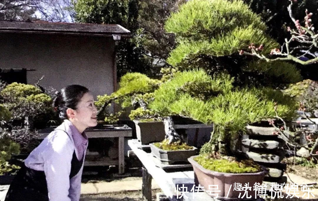 台友们|老实交代,你们觉得盆景制作步骤太难记吧那就念这十字箴言咯!