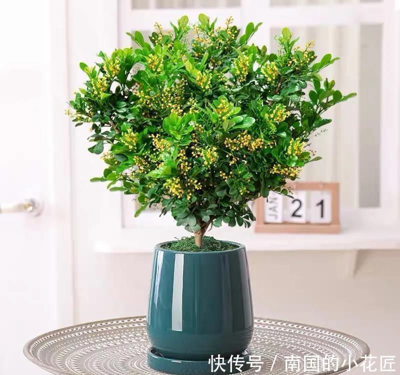  过冬|别看米兰开花小小的，冬天做好这几点，安全过冬开花多