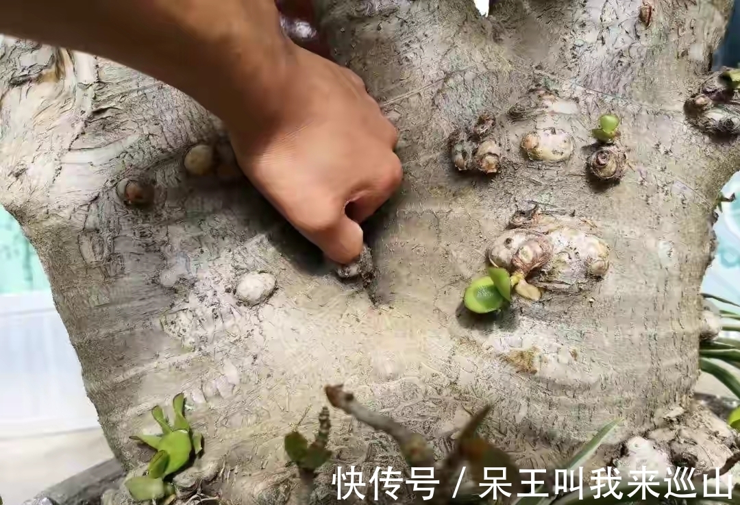 隔壁王大爷家养了18年的玉树又开花了!他说:要想玉树开花并不难