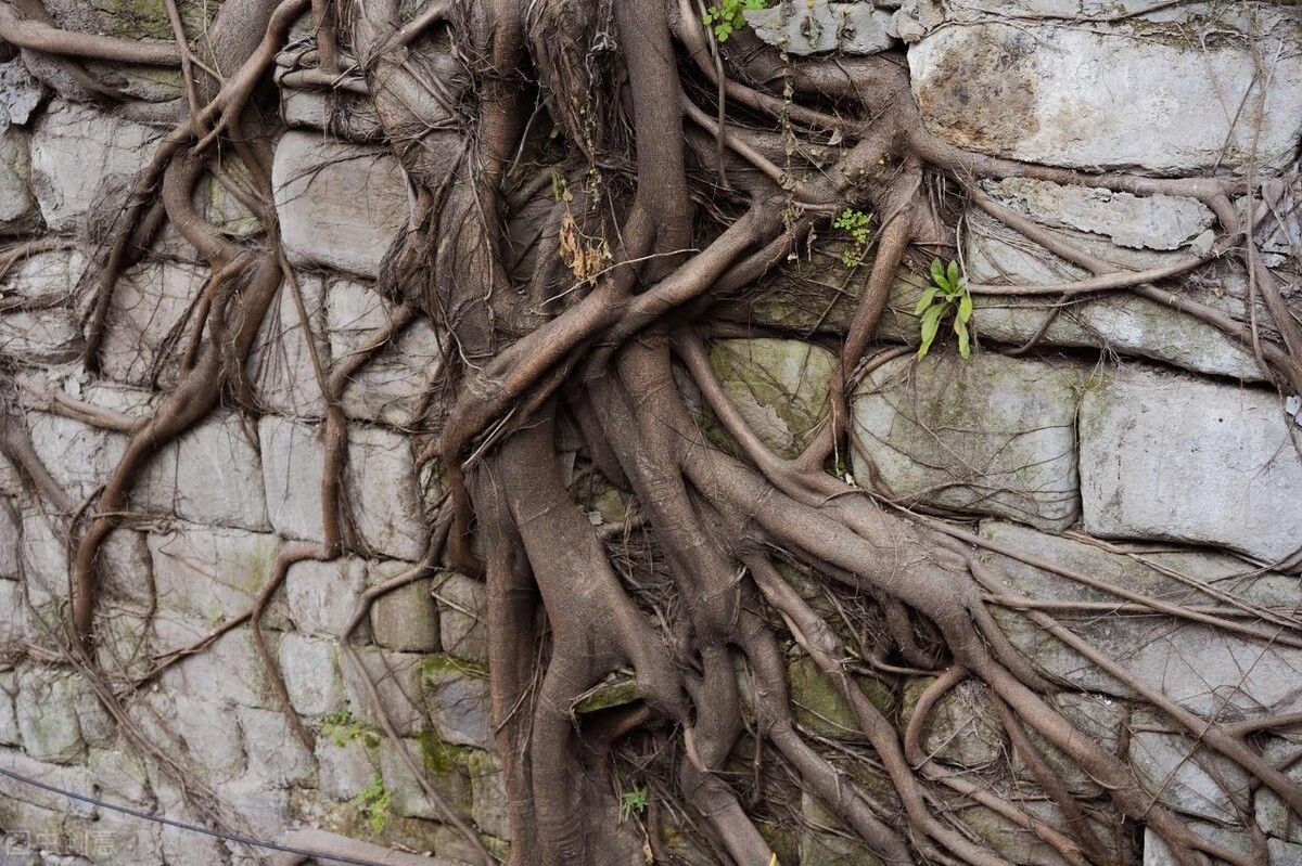 神奇|神奇！四川仪陇一棵350岁的古树“长”进了房子里，到底咋回事