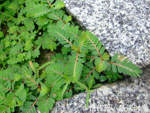 农村|有种草叫“牙疼草”,生在农村形似含羞草,如今市场上一斤80元