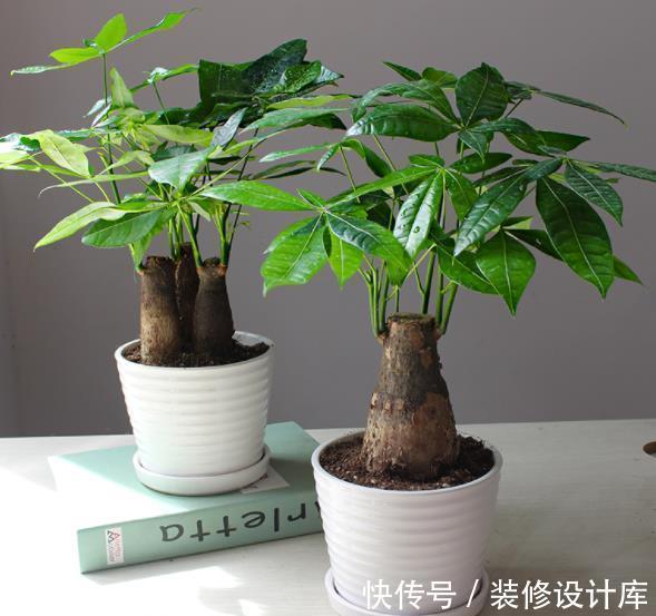 发财|新手养发财树,随时随地都在浇水,难怪叶片发黄还烂根