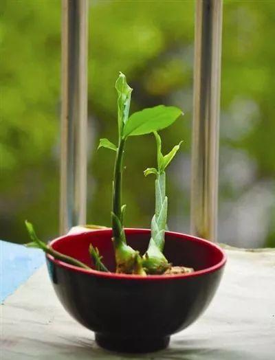 阳台种姜，不一定能种出“姜花”，但能种出“姜景”！