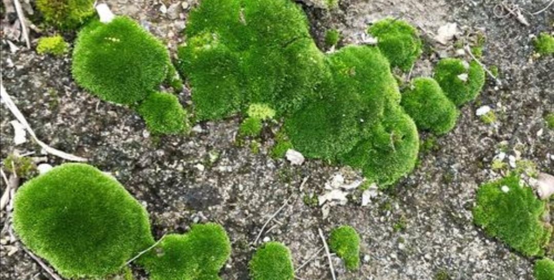 铺设|2种简单的方法,让盆景里长出绿油油的苔藓,漂亮又美观