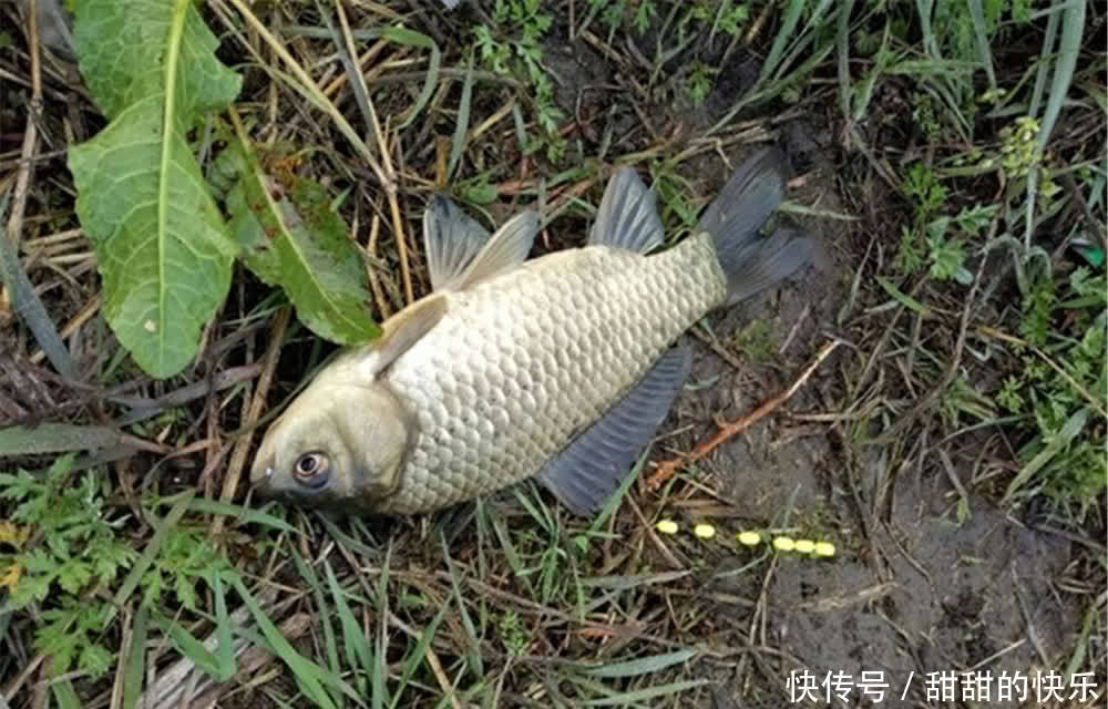 野钓大板鲫的两种“野路子”,只适合春季使用,其他季节玩不起来