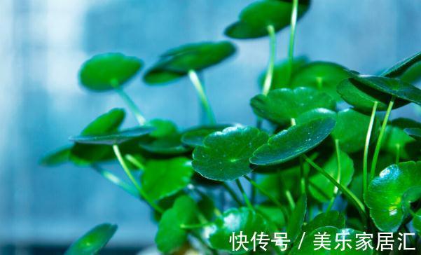 温度低，18种花要“干养”，浇水多很容易冻伤，难养活