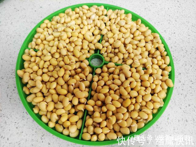 黄豆芽|用了我这办法,发黄豆芽不会变臭一次就成功,五天就长15厘米高!