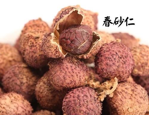 中药古今研究:砂仁